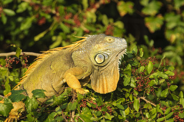 Green_Iguana_Arthur R. Marshall Loxahatchee National Wildlife Reserve, Wellington, Florida, USA.