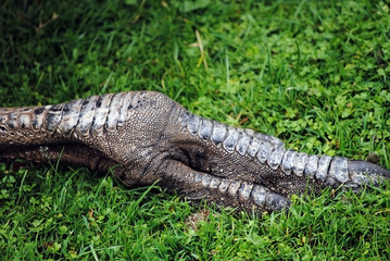 close up of a peacocks claw on green grass