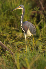 Tricolored-heron
