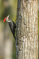 Pileated-woodpecker-on-tree-