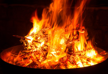 Nadelbaum brennt in der Feuerschale