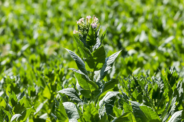Blooming tobacco plants with leaves, flowers and buds