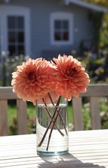 Dahlienstrauß mit großen Blüten
