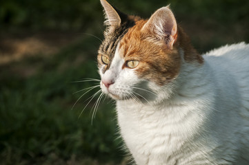 White female cat closeup on sunny day