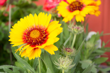 Fototapeta premium sunflowers