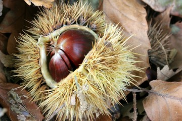 Chestnut curly