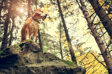 Beagle portrait in autumn forest