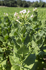 Blooming tobacco plants with leaves, flowers and buds