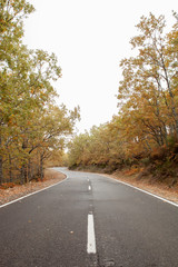 Fototapeta premium Empty road in autumn