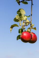 Apfel Duo