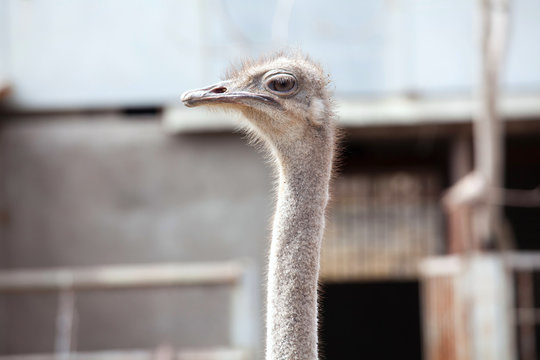 Serious  ostrich face
