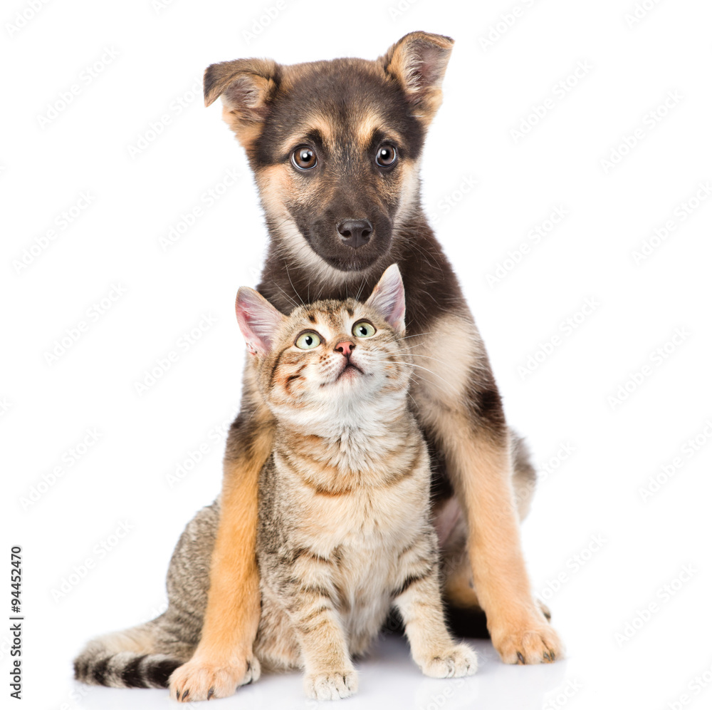 Poster crossbreed and small tabby cat. isolated on white background