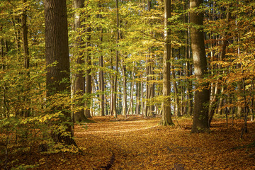 Fototapeta premium deciduous forest on a sunny autumn day with colorful leaves on t