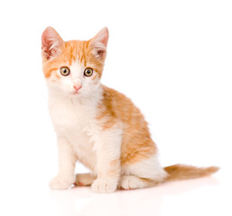 small orange tabby kitten. isolated on white background