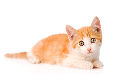 orange kitten looking at camera. isolated on white background