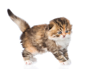 Small scottish kitten. isolated on white background