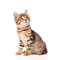 Obraz premium Szkocki kotek odwracając wzrok. na białym tle