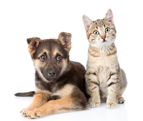 Fototapete Hund dog and  kitten. looking at camera. isolated on white background