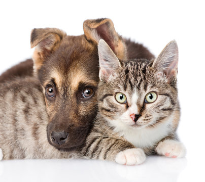 closeup cat and dog together. isolated on white background