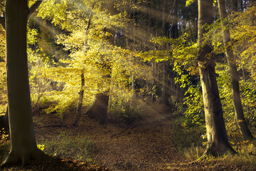 path in the old forest with beech trees, sunbeams shining throug