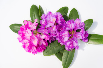 Aerial view pink lilac Rhododendron blossoms white background. Closeup evergreen magenta blooming rhododendron bouquet national flower of Nepal