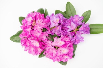 Aerial view pink lilac Rhododendron blossoms isolated white background. Closeup evergreen magenta blooming rhododendron bouquet national flower of Nepal - 94453015