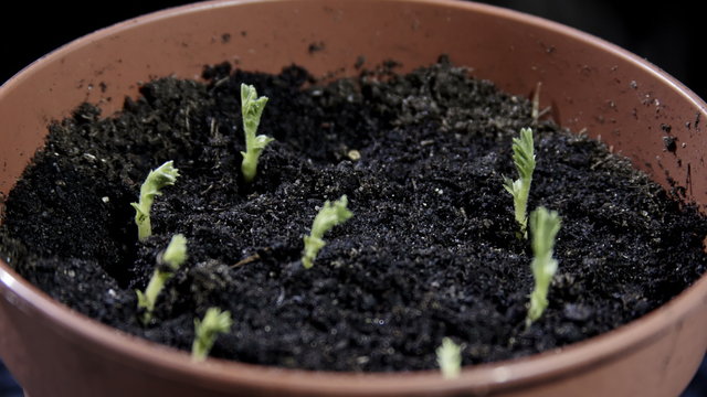 Timelapse of Chick-pea Growing 

