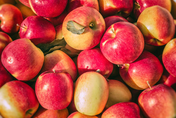 Fresh Apples In Bushel. Apples in a basket, freshly picked in early autumn.