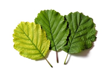 three different coloured leaves of the hazelnut on a white background