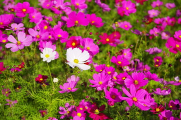 コスモス畑