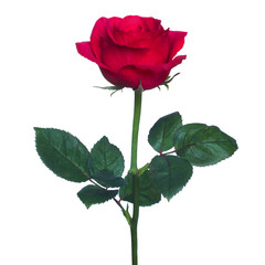 single red rose  isolated  background