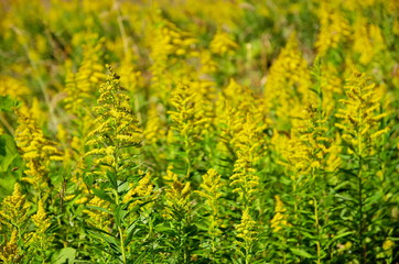 群生するセイタカアワダチソウ