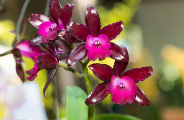 hybrid dark red dendrobium orchid flower