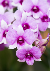 Hybrid pink dendrobium orchid flower