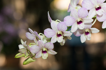 Hybrid light pink dendrobium orchid flower