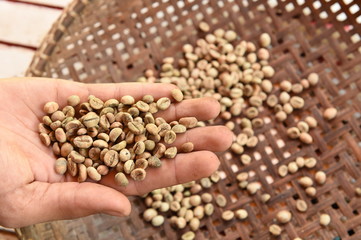 Green  coffee beans in hand. 