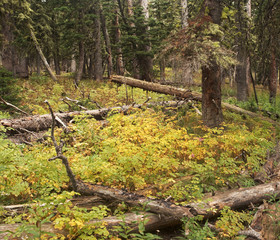 Golden forest floor and fallen logs in early autumn in a beautiful temperate forest.  Montana, USA