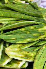 Fototapeta premium Nopal
