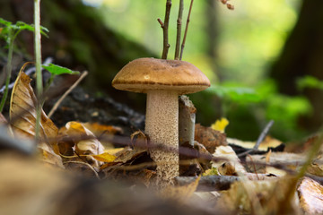 boletus edulis in the forest
