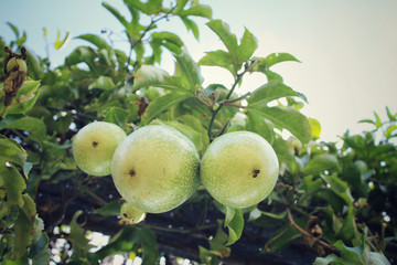 Passion fruit on tree