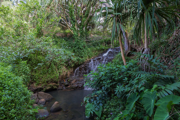 A beautiful tropical stream and waterfall on the island of Kauai