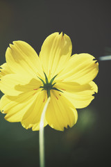 Yellow cosmos flowers