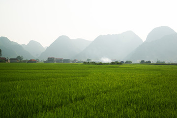 Fototapeta premium the village in nature (rice and mountain)