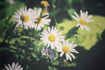 camomile flowers