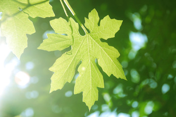 Fototapeta premium fresh green leaf