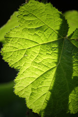 Grape leaves