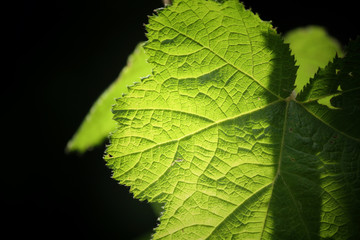 Grape leaves