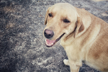 Labrador dog
