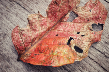 Dried leaves