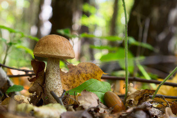 boletus edulis in the forest